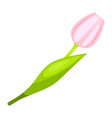 stylized of tulip natural image vector image