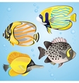 exotic fish set vector image vector image