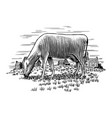 cow grazing vector image vector image