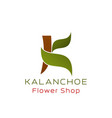 flower shop k letter icon kalanchoe plant vector image vector image