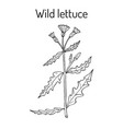 wild or prickly lettuce lactuca serriola vector image