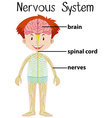 nervous system in human body vector image
