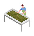 tea production icon vector image vector image