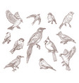set bird species engraved sketches vector image
