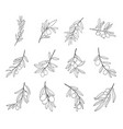 set of olive branch line art drawing vector image vector image