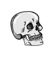 hand drawn skull vector image