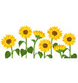 drawing garden flowers sunflowers vector image vector image