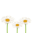 three chamomiles isolated on white floral nature vector image