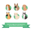 dogs flat icons set with french bulldog cockapoo vector image