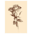 hand drawn rose in retro style vector image vector image