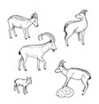 sketch farm animals collection vector image vector image