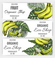 hand drawn banner banana tropical leaf vector image