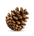 pine cone vector image vector image