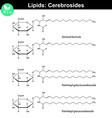 cerebroside molecules vector image