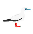 sula - red-footed booby - white morph - flat vector image vector image