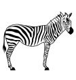 zebra vector image