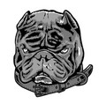 bully dog exotic vector image vector image