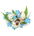 easter quail eggs vector image vector image