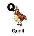 alphabet letter q-quail vector image vector image