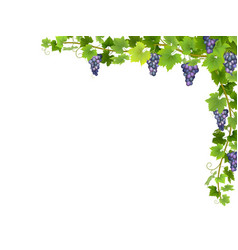 blue grape branch in corner vector image vector image