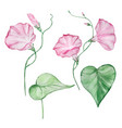 watercolor morning glory september month birth vector image vector image