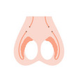 reproductive system concept vector image