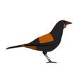 south island saddleback - new zealand wattlebird vector image vector image