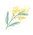 yellow mimosa flower branch symbol spring vector image vector image