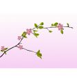 cherry blossoms vector image vector image