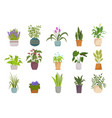 houseplants in pots set botanical collection vector image vector image