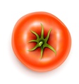 tomato vector image vector image