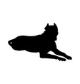 pit bull terrier dog silhouette vector image