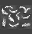 white feathers fluffy twirled feather isolated vector image