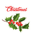 christmas holly mistletoe ilex leaves vector image