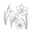 set of summer flowers daffodil snowdrop crocus vector image