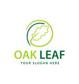 oak leaf logo vector image vector image