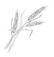 ears of wheat vector image