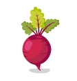 fresh beet with leaf vector image