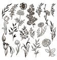 set plants doodle herbs flowers vector image