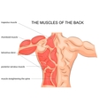 muscles of the back bodybuilder vector image