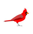 cardinalis - northern cardinal - male vector image vector image