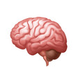 pink human brain side view close up vector image vector image