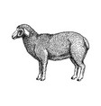 hand-sketched sheep farm animal hand drawin vector image vector image