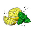 lemons and mint drawing hand drawn slice vector image
