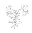 drawing flower vector image