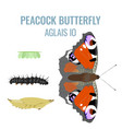 aglais io - peacock butterfly - lifecycle infograp vector image vector image
