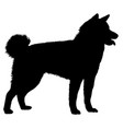 akita dog silhouette vector image vector image