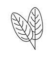 green leaves tropical on white background vector image vector image
