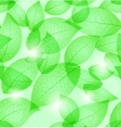 fresh green leaves vector image