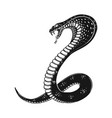 poisonous snake in engraving style design element vector image vector image